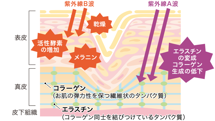 肌の断面図とUV光線の図