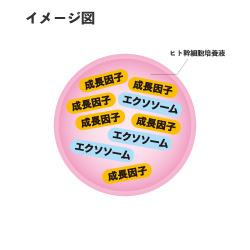 クリューベル ステムリぺージュ®｜ホームケア商品｜ジェイエステ 